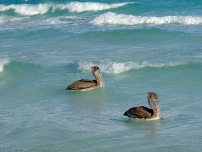 Pelicans at Cayo Santa Maria