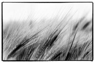 Wistful Wheat I