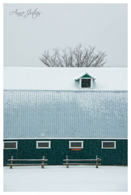 Petit Coq D'Hiver