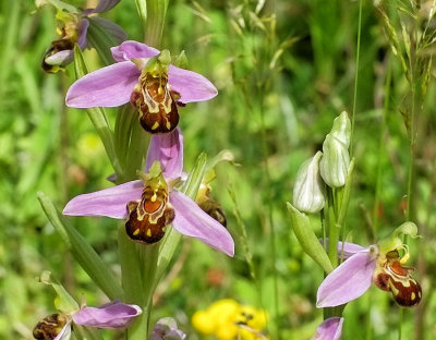 Bee orchids at Fontaines Salees