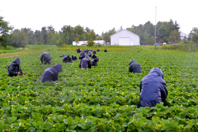 Mexican Strawberry Pickers Association 