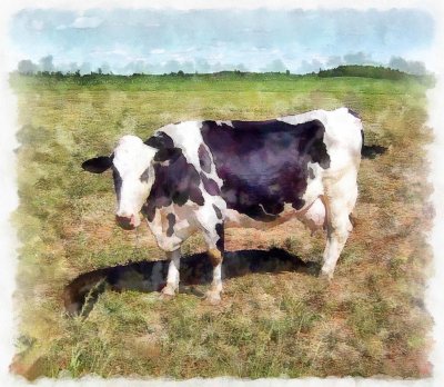 Cow 