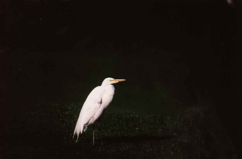GREAT WHITE EGRET . LA QUINTA . CALIFORNIA . USA . 1 . 3 . 2000