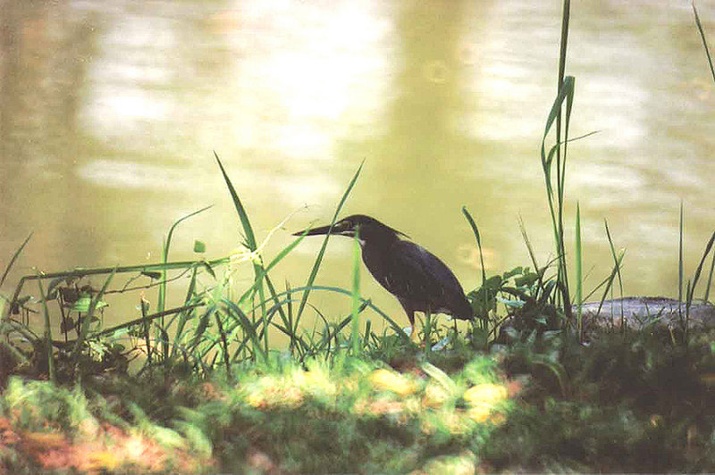 STRIATED HERON . ( LITTLE HERON RACE ) . LAKE GARDENS . KUALA LUMPUR . MALAYSIA . 16 . 6 . 2000 