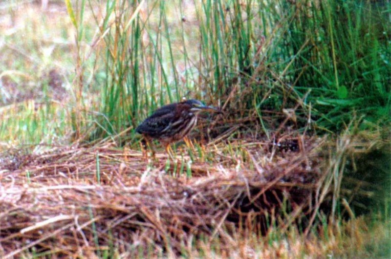 GREEN HERON MESSINGHAM SAND QUARRYS  , LINCOLNSHIRE. 25 . 9 . 2001