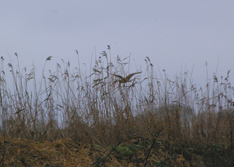BITTERN . EXMINSTER MARSHES . DEVON . 30 . 12 . 2010