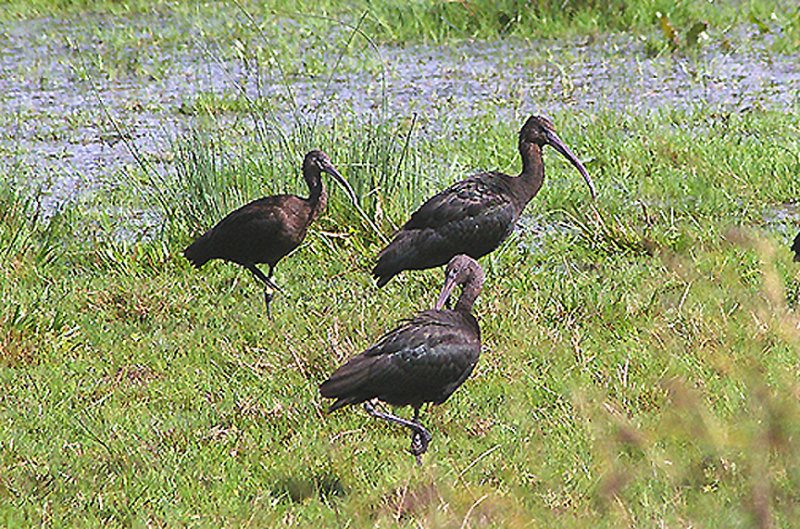 GLOSSY IBIS , THE OTTER ESTUARY NR , DEVON , ENGLAND . 7 , 9 , 2010 