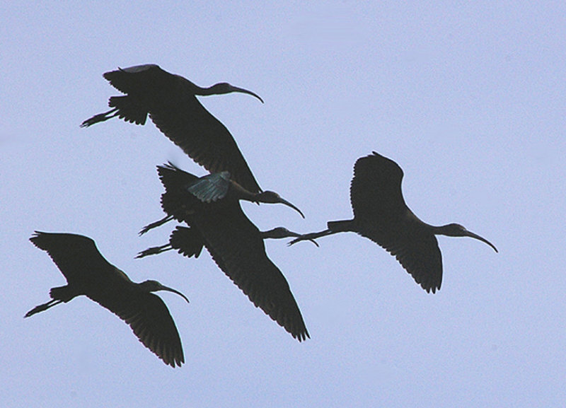 GLOSSY IBIS . THE OTTER ESTUARY NR . DEVON . ENGLAND . 7 . 9 . 2010