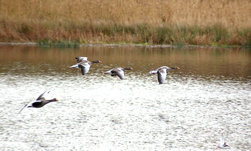 GREYLAG GOOSE . BOWLING GREEN MARSH . TOPSHAM . DEVON . ENGLAND . 25 . 11 . 2012