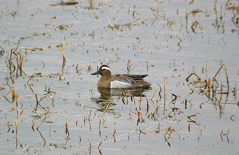 GARGANEY . SLAPTON LEY . DEVON . ENGLAND . 7 . 4 . 2013