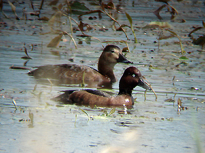 FERRUGINOUS DUCK . CHEW VALLEY LAKE . SOMERSET . ENGLAND . 16 . 5 . 2009
