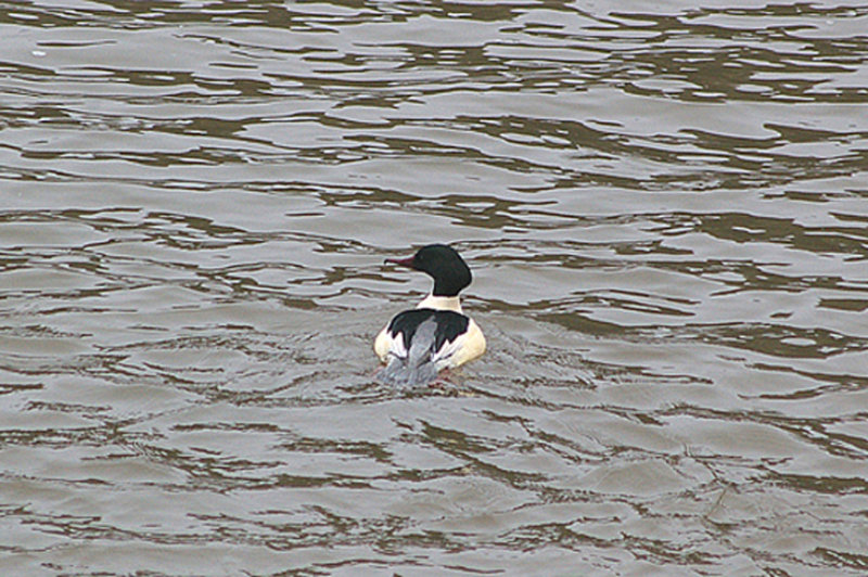 GOOSANDER , THE RIVER EXE , COUNTESS WEAR , EXETER , DEVON , ENGLAND . 14 , 1 , 2010