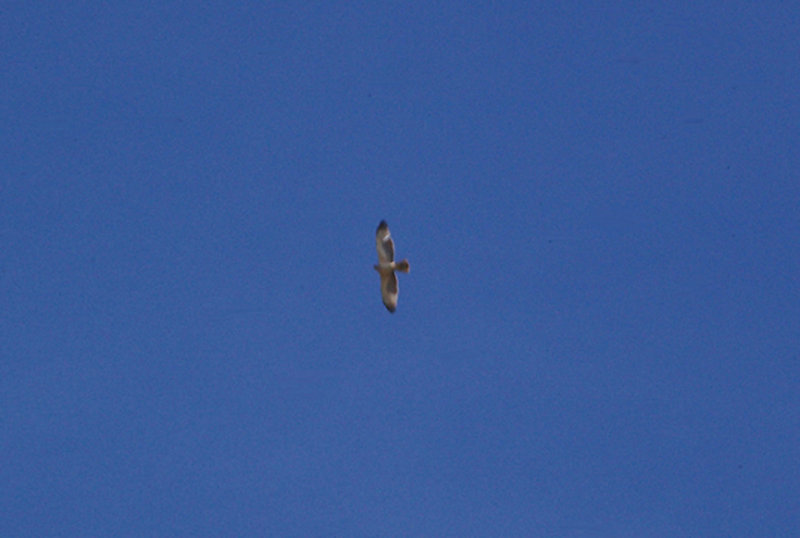  BONELLI`S EAGLE ( Juvenile ) . THE OUED MASSA RESERVE . MOROCCO . 9 . 3 . 2010