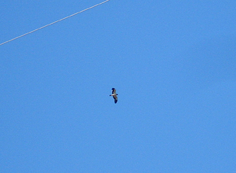 BOOTED EAGLE . RIVCAS MARSH . PORTUGAL . 28 . 8 . 2009