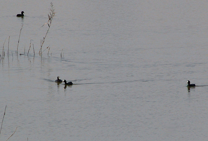  COMMON COOT . LAAYOUNE . WESTERN SAHARA . 4 / 3 / 2010