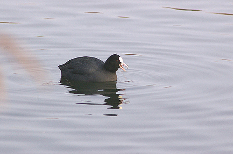 COOT . THE EXETER CANAL . EXMINSTER MARSH . DEVON . 22 . 12 . 2010