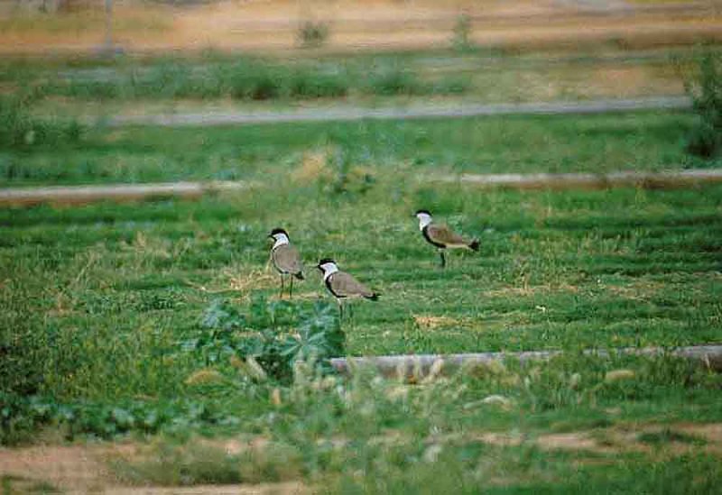 SPUR WINGED PLOVER . YOTVATA . ISRAEL . 31 / 3 / 2001