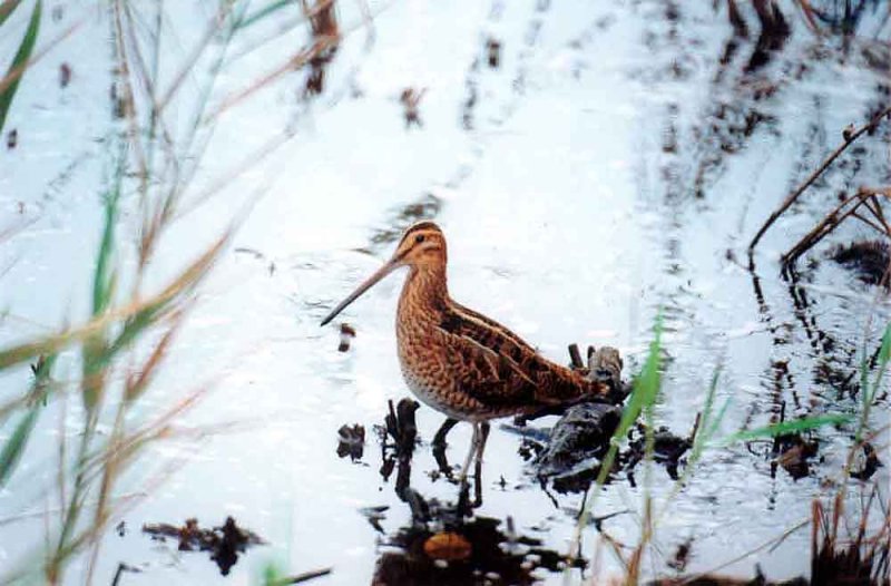 ( A ) . SNIPE PORTHELLICK POOL ST MARYS SCILLY ISLES 9 10 2000