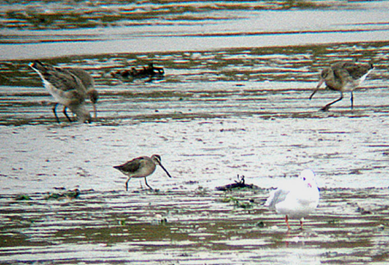 LONG BILLED DOWITCHER . THE CLYST ESTUARY . DEVON . 28 . 10 . 2007