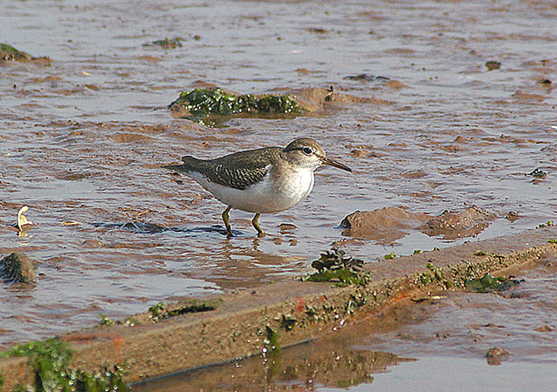 SPOTTED SANDPIPER , THE TURF LOCKS , DEVON , 22 , 9 , 2010