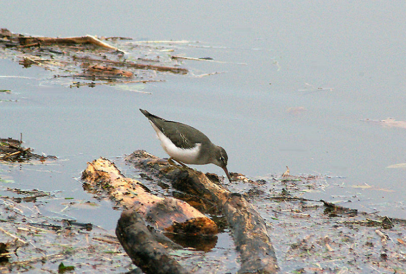 SPOTTED SANDPIPER . THE EXE ESTUARY . TOPSHAM RECREATION GROUND . DEVON . 28 . 11 . 2009