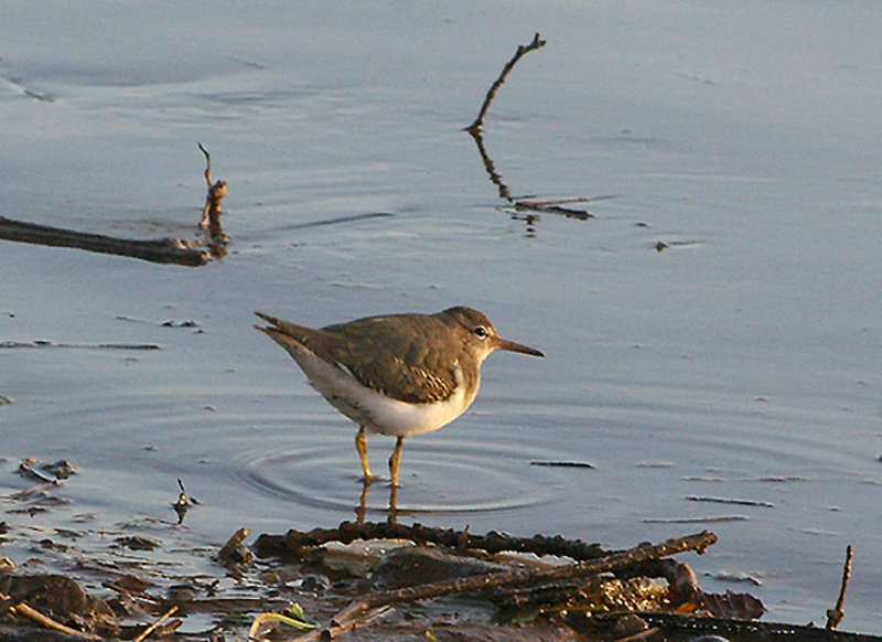 SPOTTED SANDPIPER . TOPSHAM RECREATION GROUND . THE EXE ESTUARY . DEVON . 7 . 12 . 2009