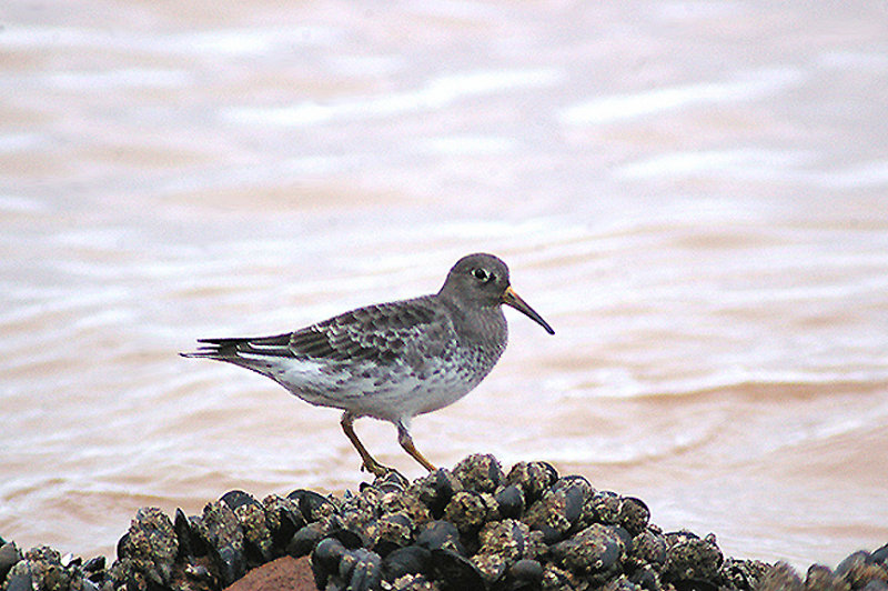PURPLE SANDPIPER , SIDMOUTH , DEVON , 3 , 1 , 2013