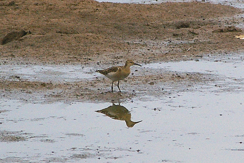 RUFF . BOWLING GREEN MARSH . TOPSHAM . DEVON . 18 . 8 . 2010