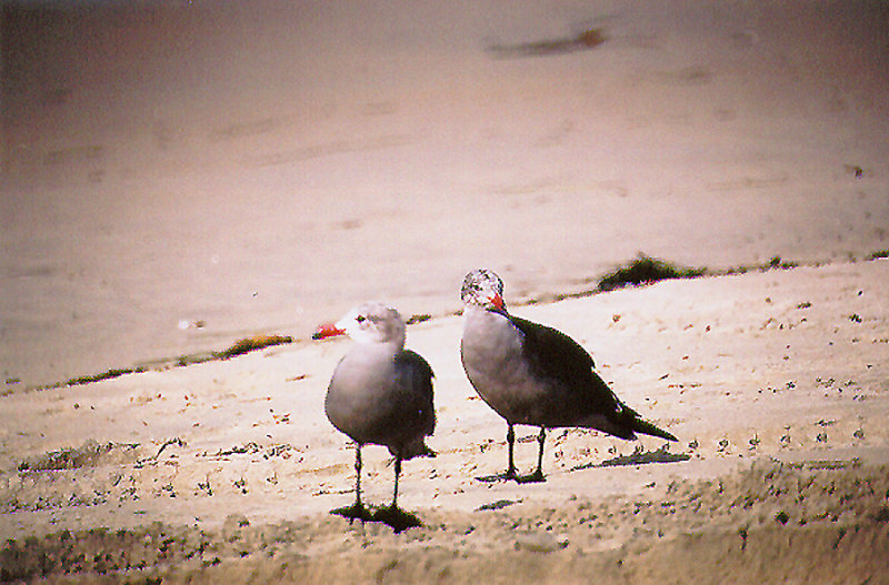HEERMANS GULL , OCEAN BEACH , CALIFORNIA , USA . 17 , 11 , 2004