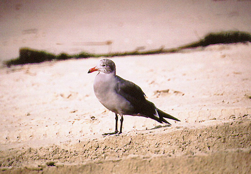 HEERMANS GULL . OCEAN BEACH . CALIFORNIA . USA . 17 . 11 . 2004