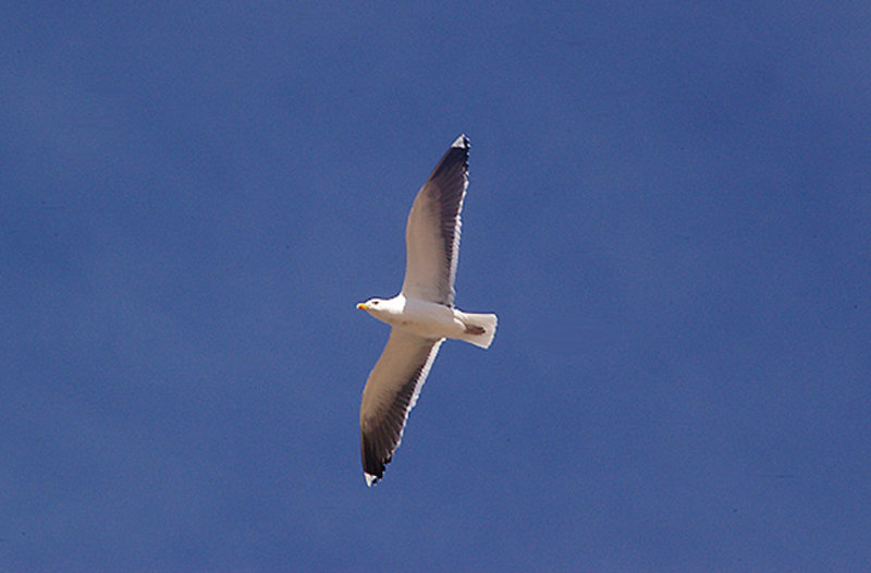 KELP GULL . THE KHNIFISS LAGOON . WESTERN SAHARA . 8 / 3 / 2010