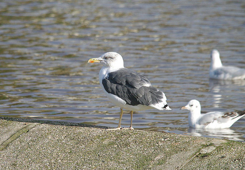 LESSER BLACK-BACKED GULL . TREWS WEAR . EXETER . DEVON . ENGLAND . 23 . 10 . 2013