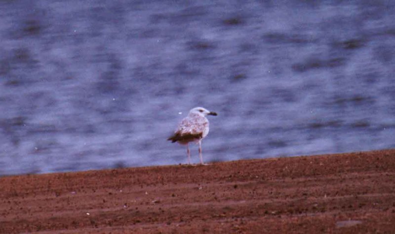 CASPIAN GULL . EILAT BIRD SANCTUARY . ISRAEL . 31 / 3 / 2001