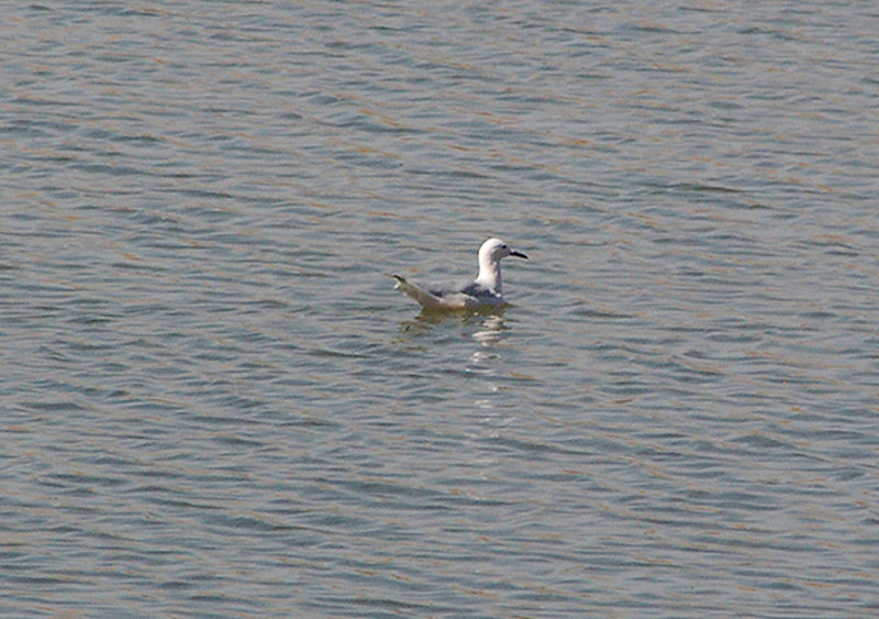  SLENDER BILLED GULL . LAAYOUNE . WESTERN SAHARA . 4 / 3 / 2010