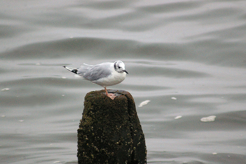 BONAPARTE`S GULL . TEIGNMOUTH . DEVON . 25 . 9 . 2013 