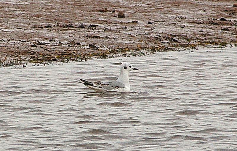 BONAPARTE`S GULL . THE OTTER ESTUARY . DEVON . 14 . 4 . 2011