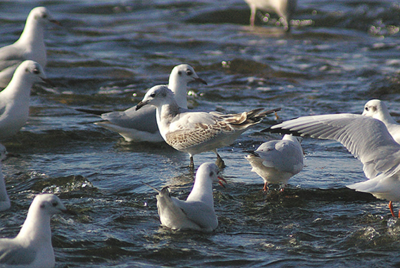MEDITERRANEAN GULL ( 1st winter ) . EXMOUTH . DEVON . 21 . 9 . 2011