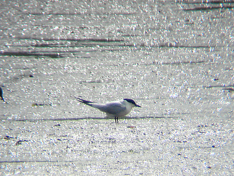 GULL-BILLED TERN . THE CLYST ESTUARY . TOPSHAM . DEVON . 4 . 7 . 2010