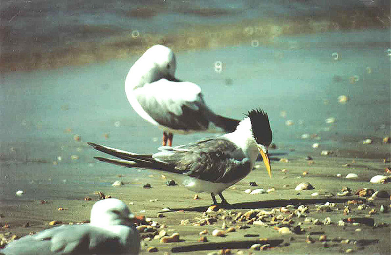 CRESTED TERN .  HERVEY BAY .  QUEENSLAND .  AUSTRALIA . 25 . 5 . 2000 