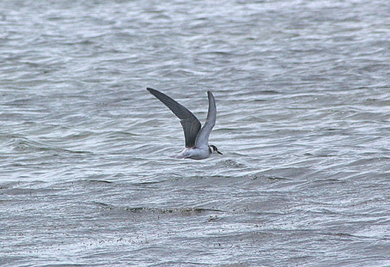 BLACK TERN , RADIPOLE LAKE , WEYMOUTH , DORSET , 15 , 9 , 2010