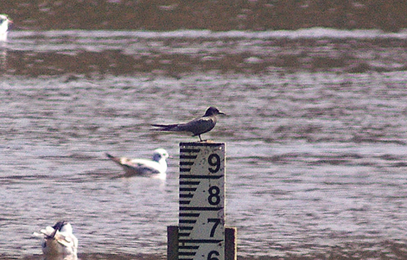 BLACK TERN . BOWLING GREEN MARSH . TOPSHAM . DEVON . 19 . 4 . 2011
