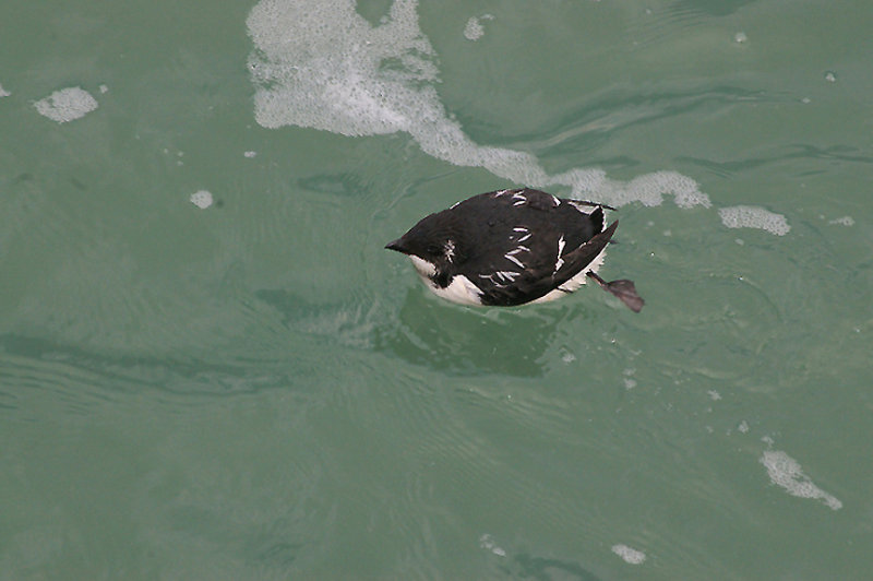 LITTLE AUK , BERRY HEAD , DEVON , 2 , 12 , 2009 