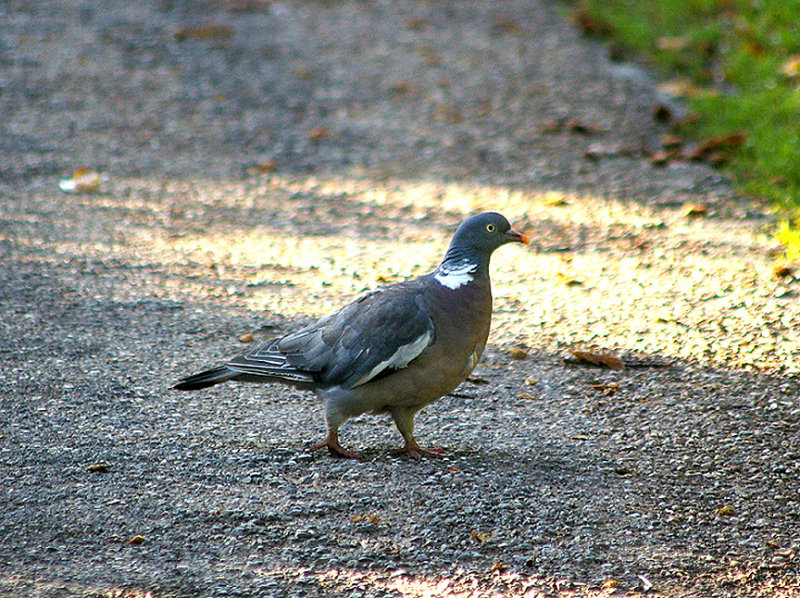 WOOD PIGEON . BOWLING GREEN LANE . TOPSHAM . DEVON . 8 . 10 . 2009