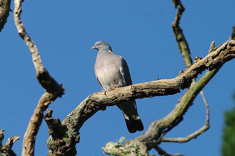 WOOD PIGEON . TOPSHAM CEMETERY . DEVON . 19 . 10 . 2013