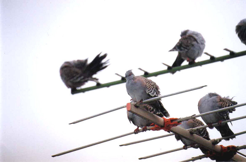 CRESTED PIGEON .  MAROOCHYDORE .  QUEENSLAND .  AUSTRALIA . 23 . 5 . 2000
