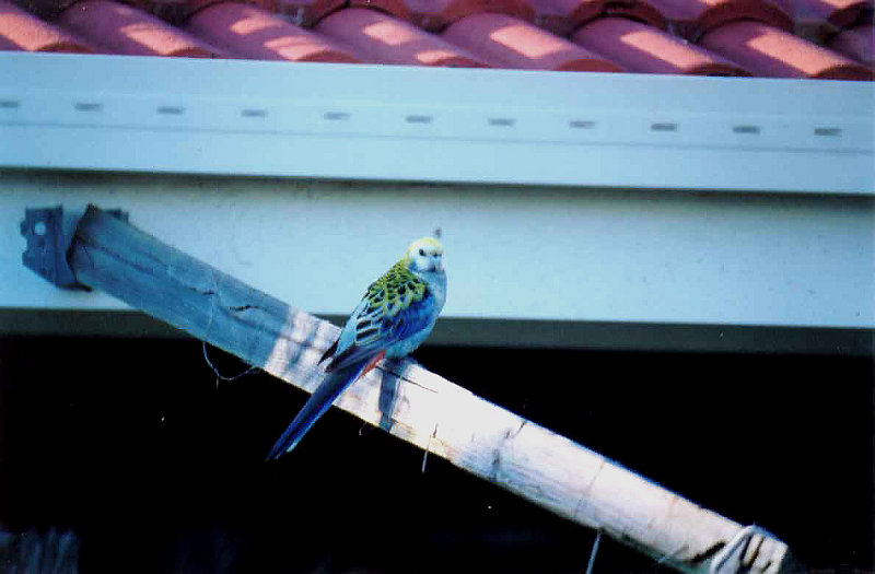 PALE HEADED ROSELLA . BARGARRA . QUEENSLAND . AUSTRALIA . 4 . 6 . 2000