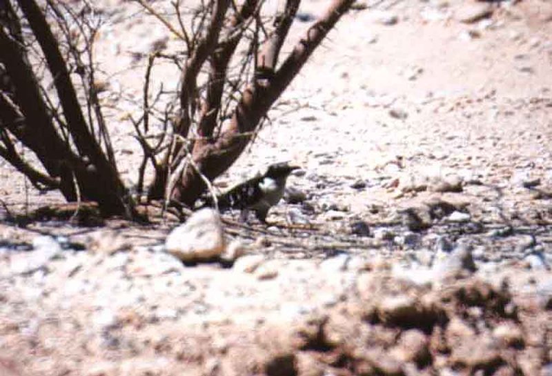 GREAT SPOTTED CUCKOO . EILAT TO AMRAMS PILLARS . ISRAEL . 26 / 3 / 2001 .JPG