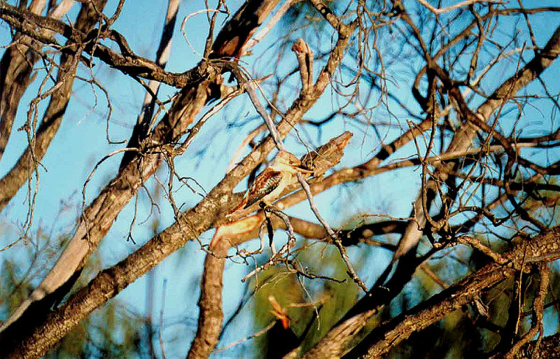 BLUE WINGED KOOKABURRA . AGNES WATER . QUEENSLAND . AUSTRALIA . 1 . 6 . 2000