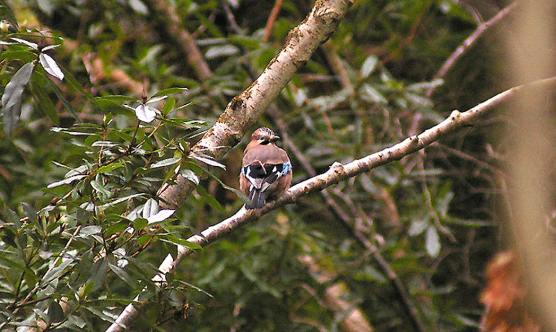 JAY . STOVER PARK . DEVON . 24 . 2 . 2013
