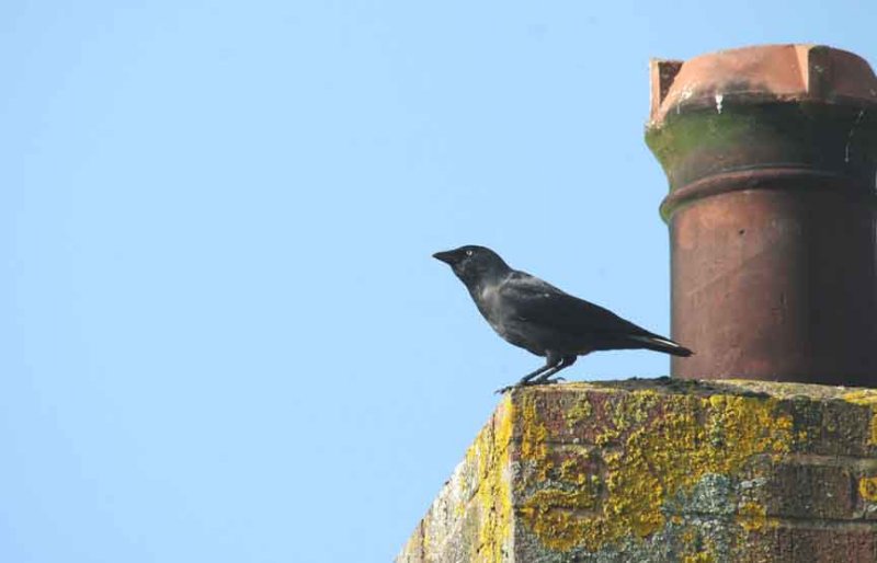 JACKDAW . TOPSHAM . DEVON . ENGLAND . 15 . 10 . 2013